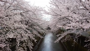石神井川・桜=(1)
