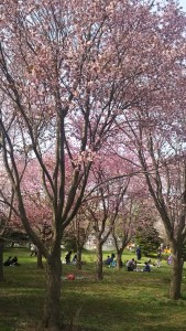 札幌市郊外のモエレ沼の桜