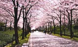 ③夙川の桜